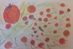04-28-Tomate-epanouie