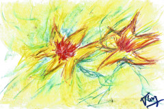 11.Jonquilles